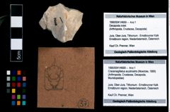 Foto (Objekt + Etikett) von Cracensigillatus acutirostris (Moericke, 1889)  (NHMW-GEO-1990-0041-4669)
